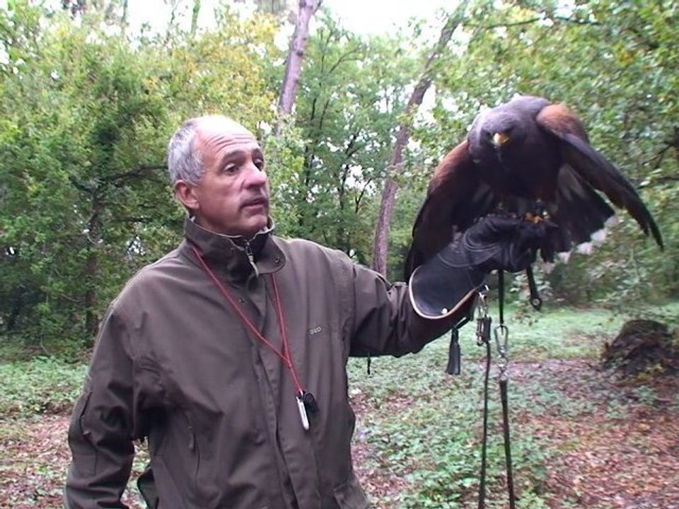 Des ailes pour chasser