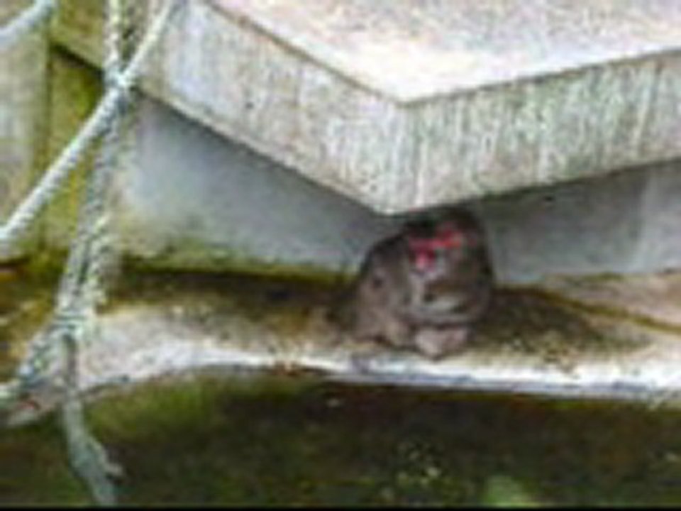 Muss Affenliebe schöön sein!!!!