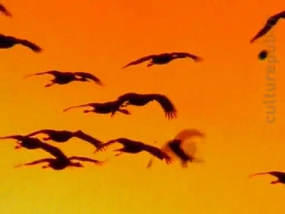 Magnificent & protected migratory bird shot down