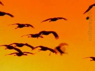 Magnificent & protected migratory bird shot down