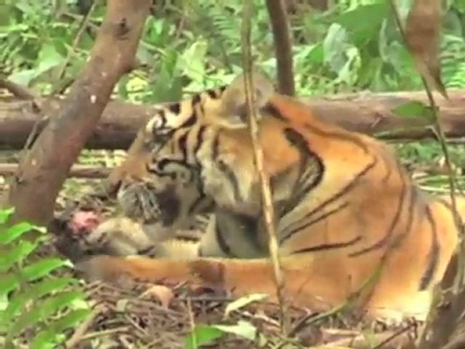 Sumatra-Tiger stirbt in Falle - vor laufender Kamera