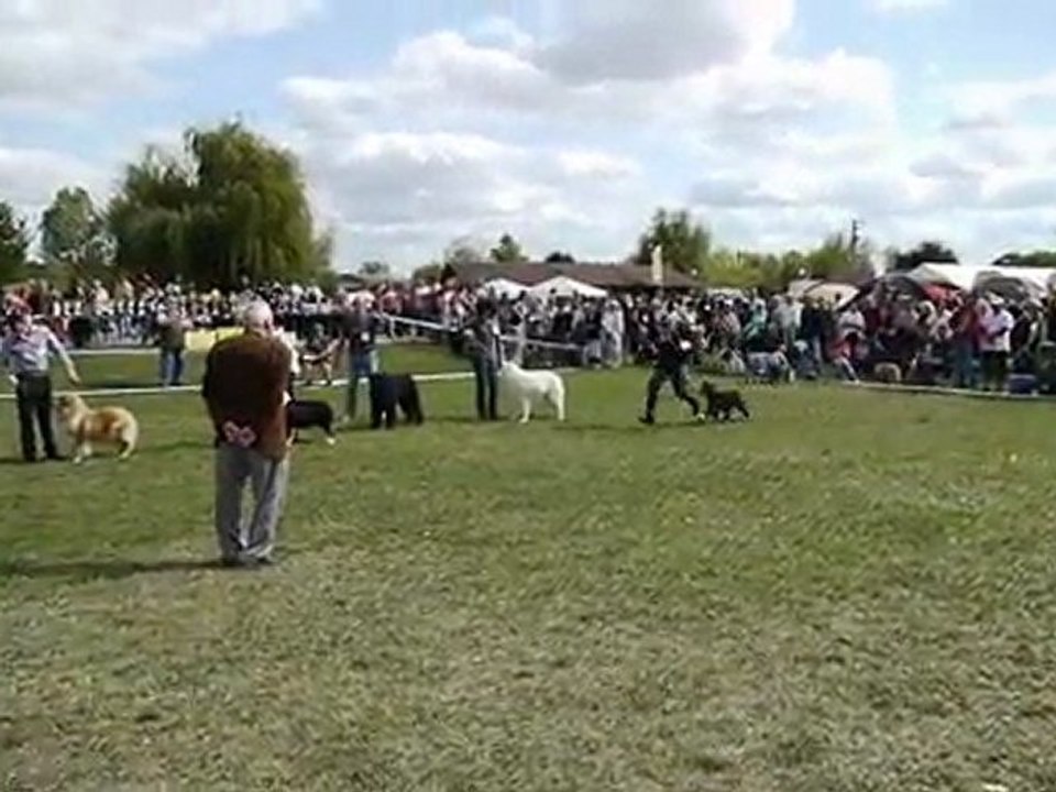 FLECHE NOIRE du Meya