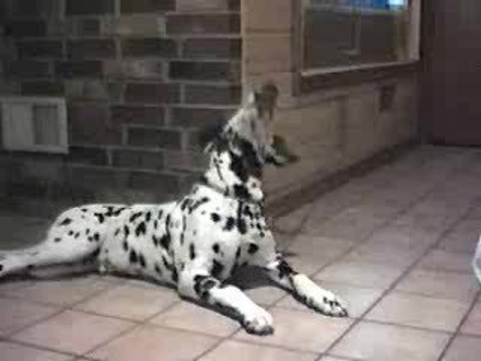 Chiens parleurs !