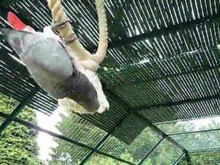 Biscotte dans la volière