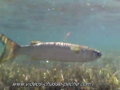 Muge - APN Intova IC 500