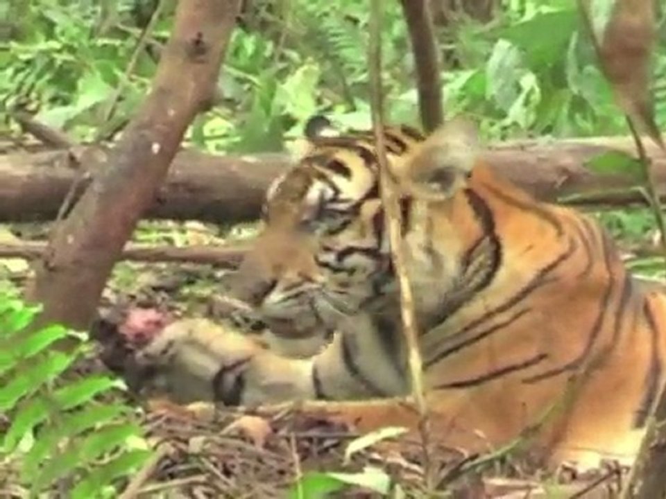 Últimas horas de um tigre