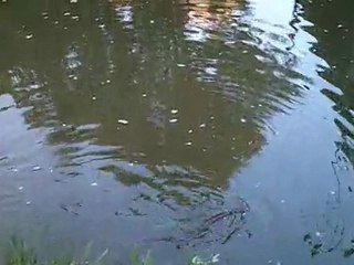 brochet au bras vert