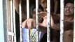 Fuga - Quatro detentos fogem do Presídio Provisório Raimundo Nonato-Patrulha da Cidade - TV Ponta Negra -