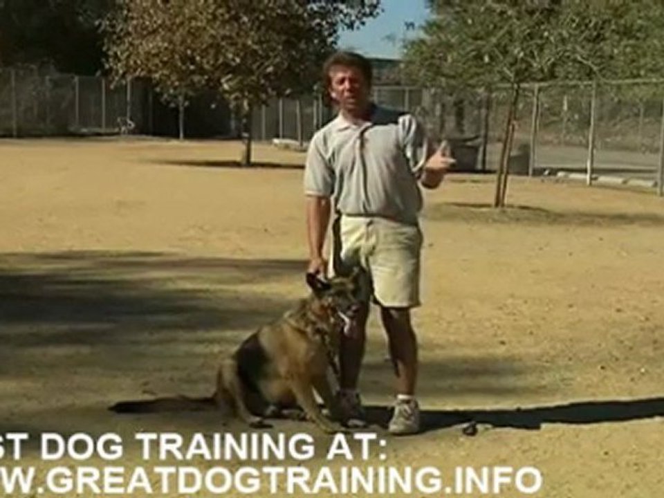 training for dog - best tips