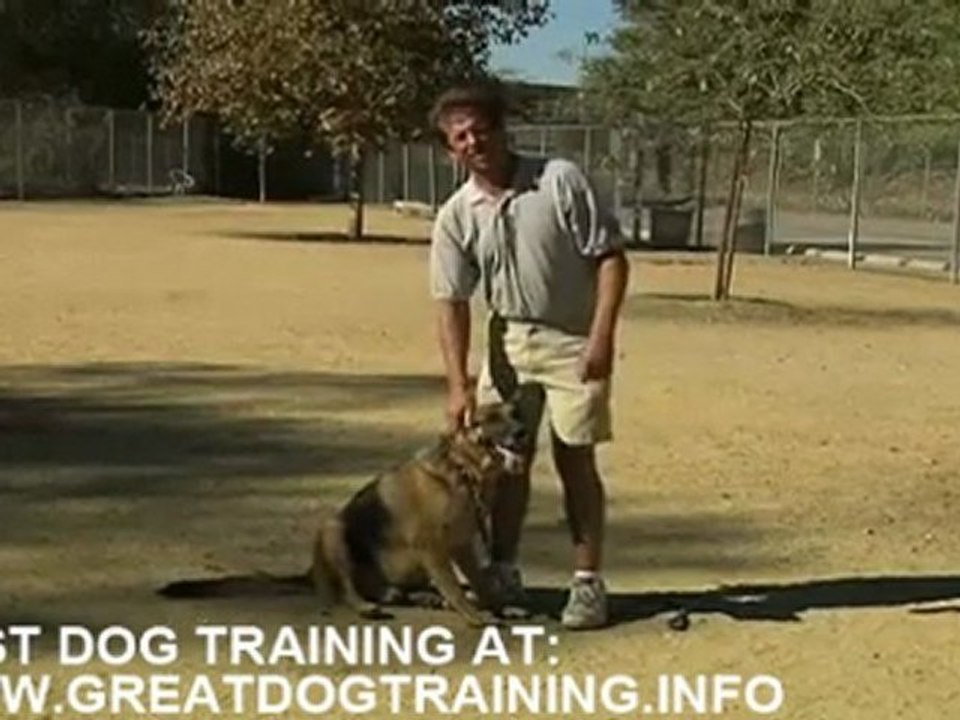 Dog training - training for dog