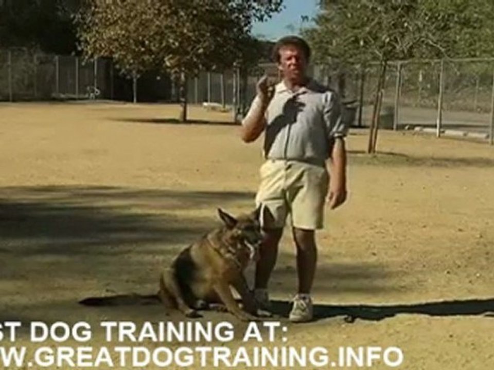Best dog training tips