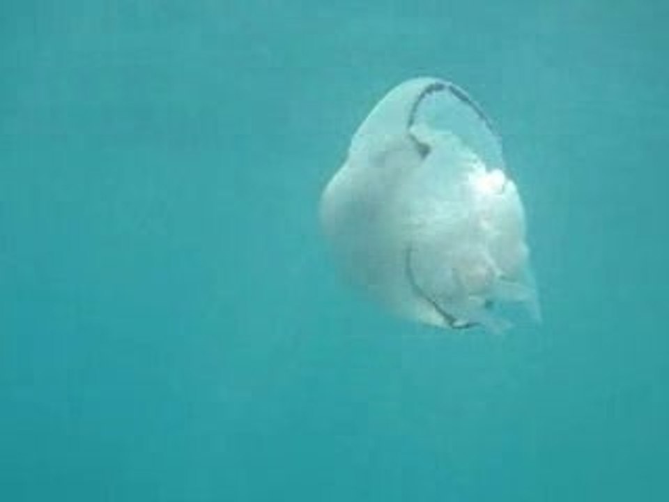 Sea Jelly