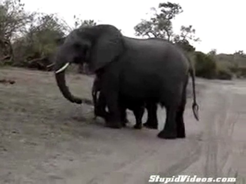 Elefante Bebé