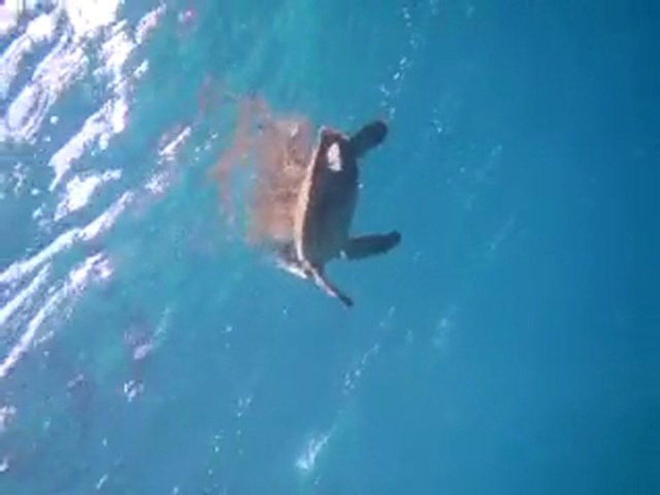 retour vers la surface, Tioman, Malaisie