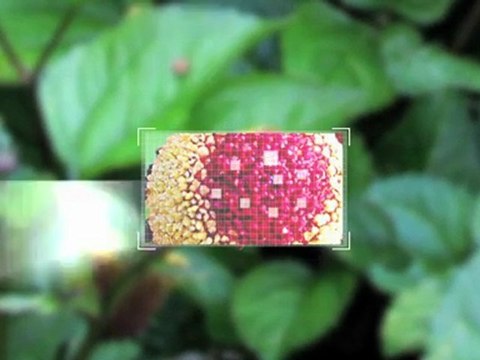 Lutter contre les rides d’expression - Acmella - Actif Pur - Etat Pur