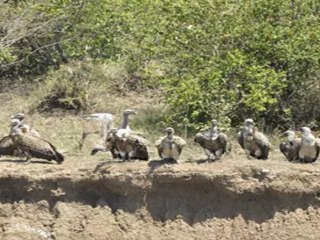 migration des gnous à masaï mara