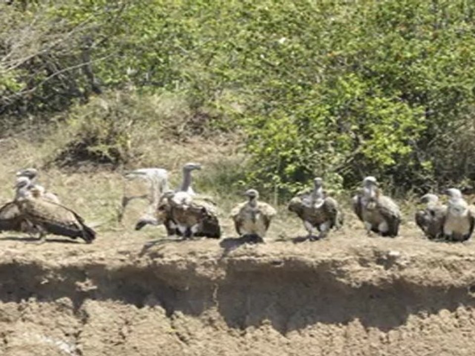 migration des gnous à masaï mara