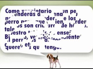 como-entrenar-un-perro