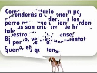 perros-adiestramiento