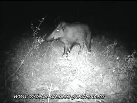 Sanglier de nuit - Piège photo et vidéo - ScoutGuard SG 570