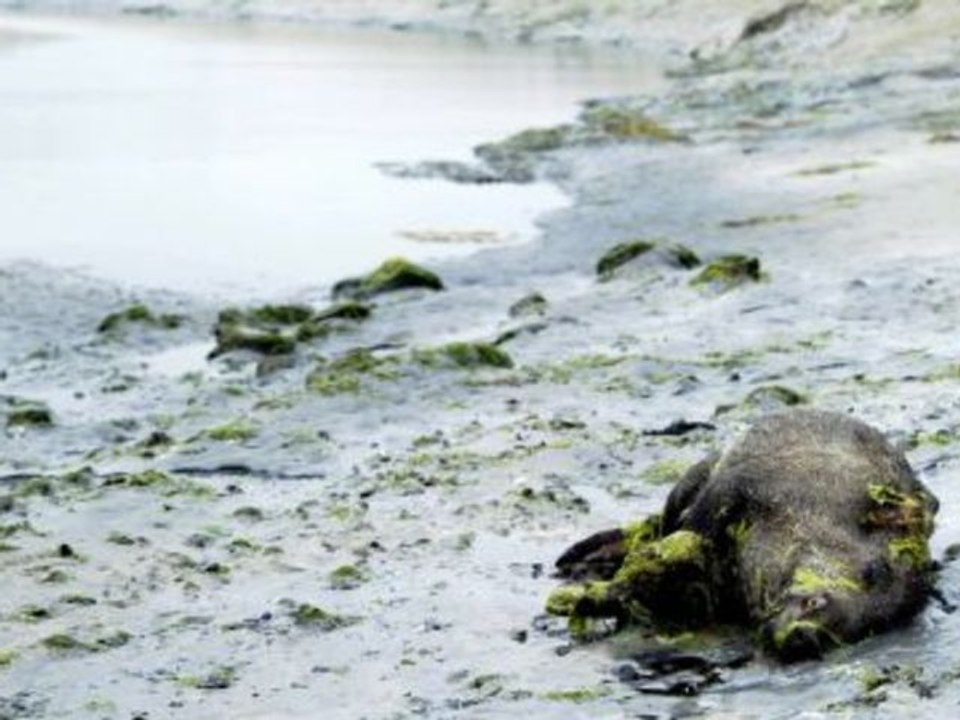 Nouveaux cadavres de sangliers découverts dans une baie bretonne