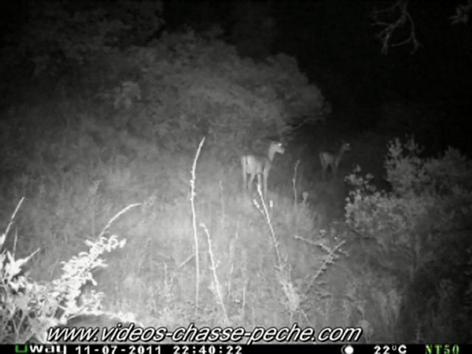 Mouflons - Piège photo et vidéo - Uway NT 50 IR