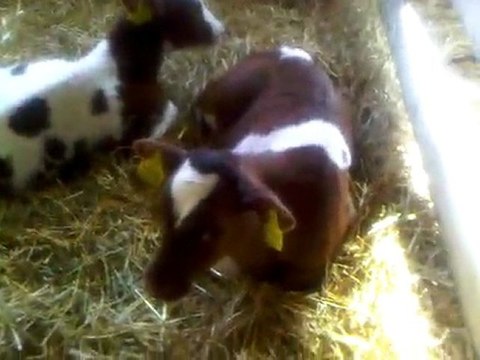 İTHAL SİMENTAL TEL: 0546 851 6657 GEBE DÜVE SATIŞI