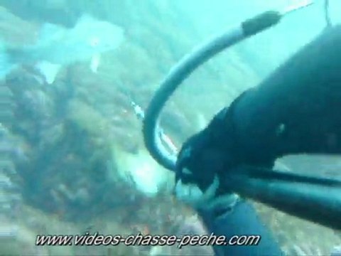 Bar - Chasse sous marine - APN Intovia CP 9