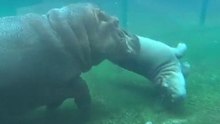 Baby Hippo Ballet