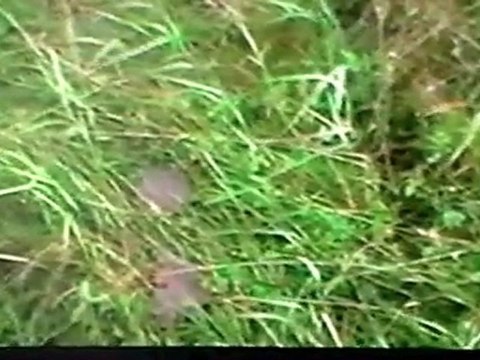 GÜMÜŞ KAVAK KOYU VE YAYLASİ