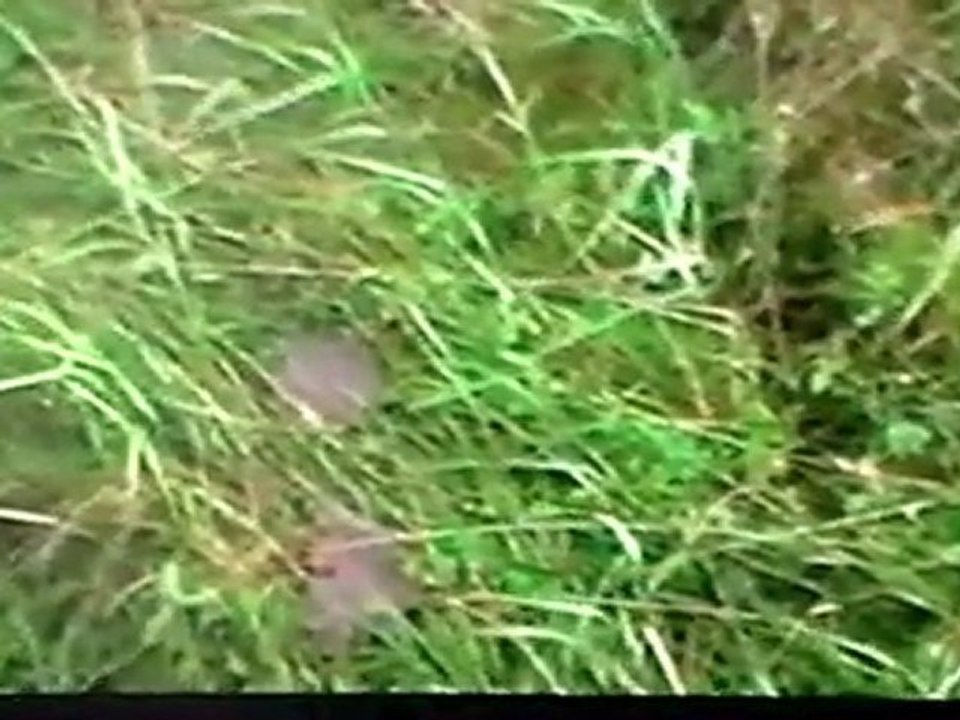 GÜMÜŞ KAVAK KOYU VE YAYLASİ