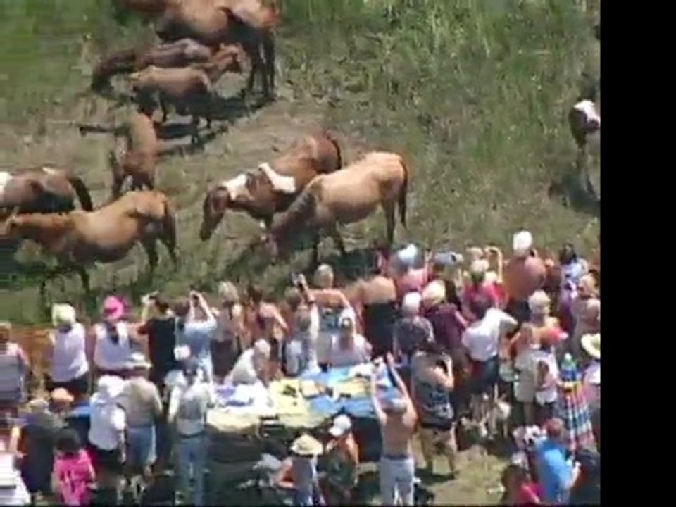 Marea de caballos