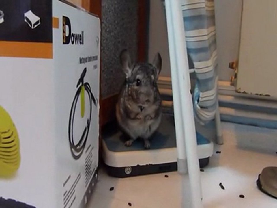 Praline et la danse du chausson