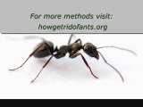 Howgetridofants-org-How to-Get-rid-Of-Ants
