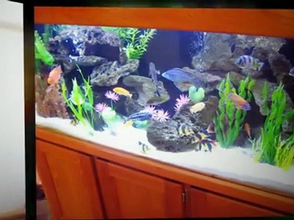 Need a Aquarium Service in Calabasas by a Pro