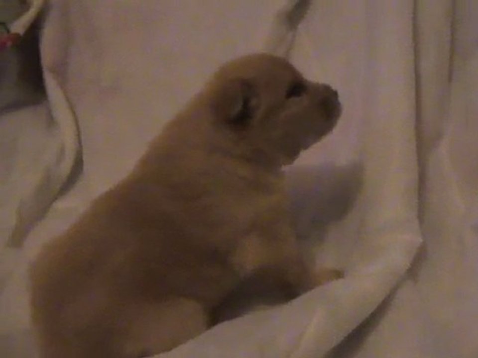 ginger