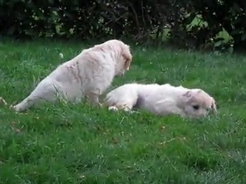 chiots golden retriever à 7 semaines