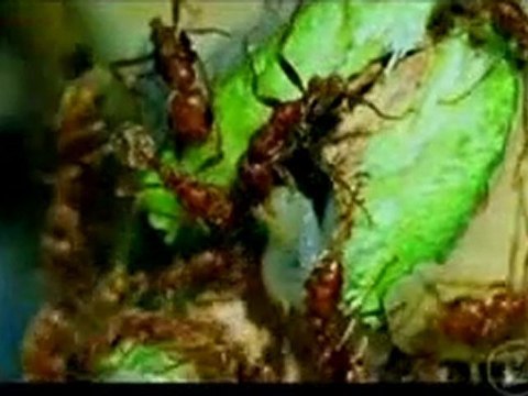 Stargate (Vérités Scientifiques) (1/3)