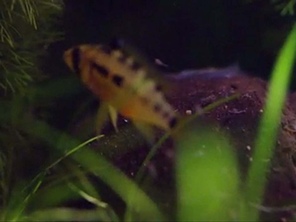 nage libre 3 eme jour hongsloi