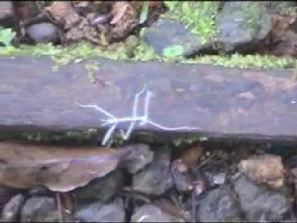3. Small Rainforest Creatures, Costa Rica