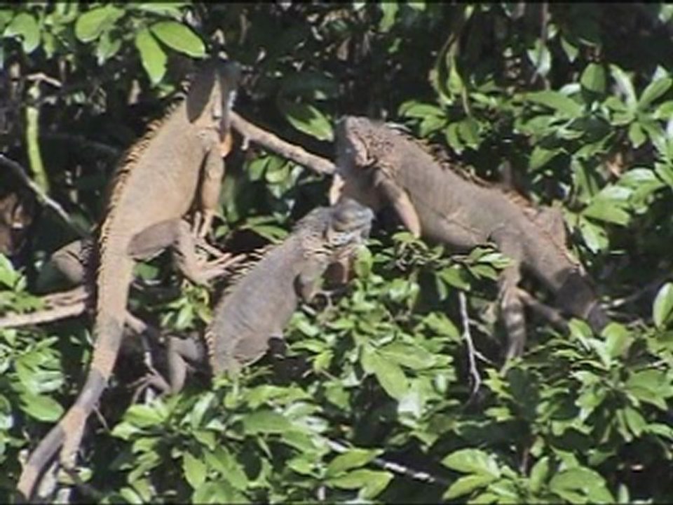 4. Iguanas and Caiman, Rio Frio Wildlife Voyage, Costa Rica