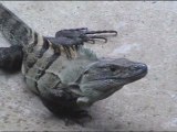 9. My Iguana Neighbors, Costa Rica