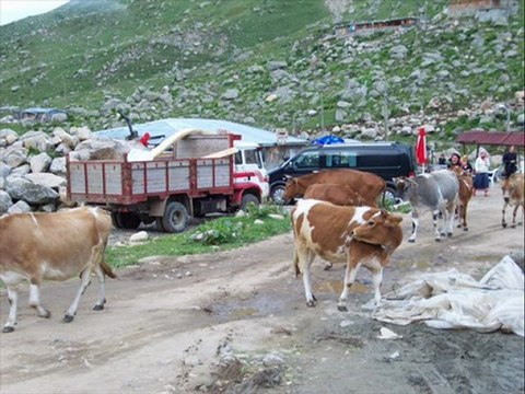 kavrun yaylası tulum-türkü