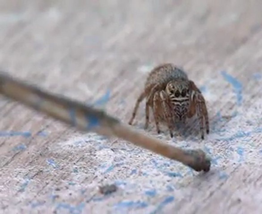 EvarchaArcuataJeu