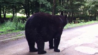 Un ours sur la route