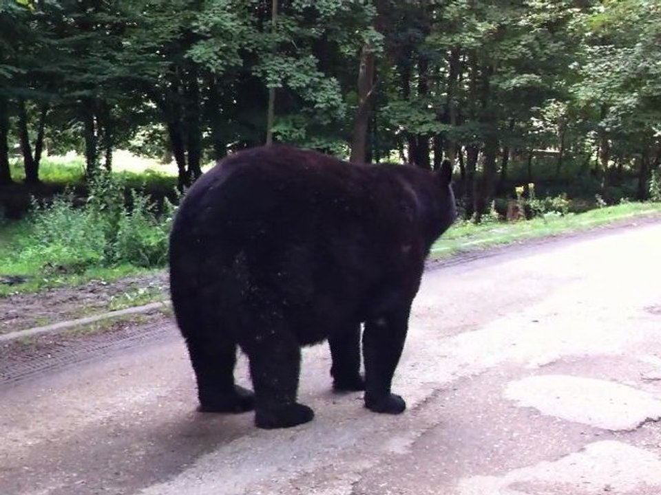 Un ours sur la route