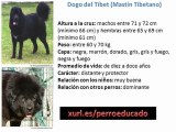 10 Perros de raza gigante (gran danés, alano, bullmastif, borzoi, deerhound...)