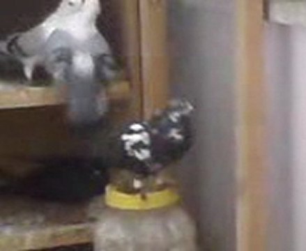 sansur güvercin ötüş video- guvercinrehberi.com