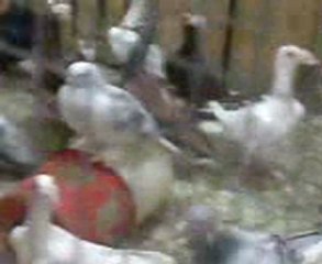 şanlıurfa han kahvesi bağdadıları www.guvercinurfa.com