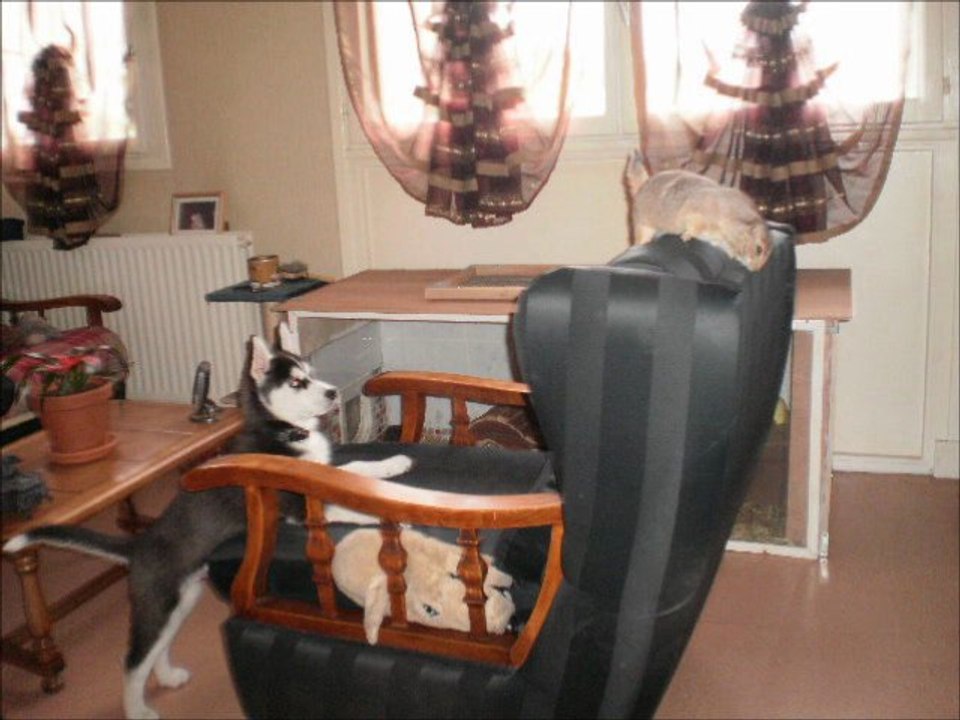 chien tchaïko